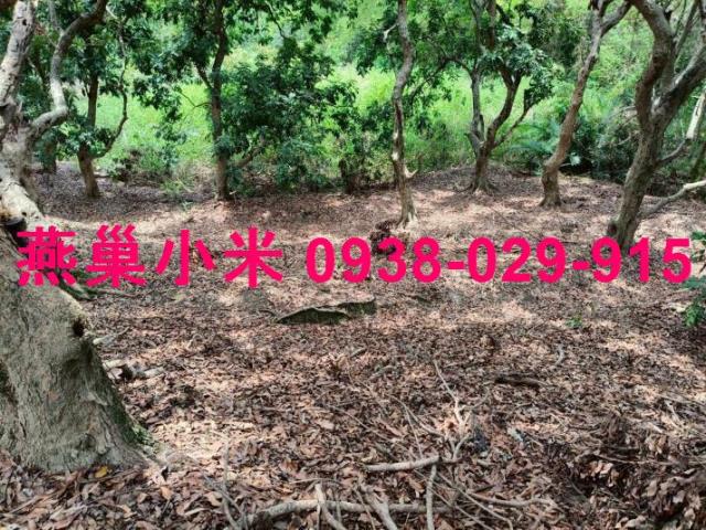 高雄田寮山坡地-0